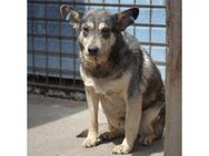 Morgan - Pflegestelle oder Zuhause gesuc - Oberwies