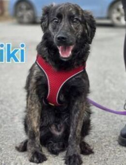 Kiki sucht ein Zuhause - Linden (Hessen)