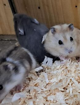 junge wunderschöne Dsungaren dsungarischer Zwerghamster dschungarischer Hamster - Neustadt (Sachsen) Hohwald