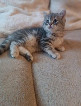 BKH in blue Silver tabby zu vergeben - Plauen Zentrum