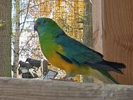 farbenfrohe bunte wunderschöne Singsittiche Sittiche Vögel - Neustadt (Sachsen) Hohwald