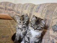 Main coon- Perser kitten suchen neues Zuhause. - Ahaus