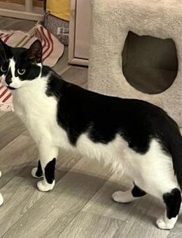 Süße Patty sucht ihr Für-Immer-Zuhause - Hürth