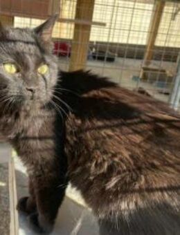 Blackberry, süßes Beerchen, ca. 8 Monate - Vaterstetten