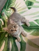 Knuffiges Britisch Kurzhaar Mädchen sucht in 18230