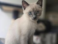 Siam-Kitten blue point - Venningen