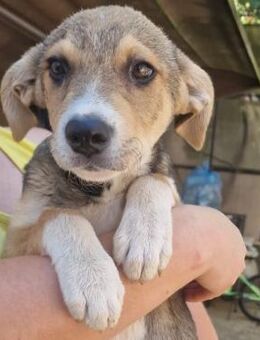 🌟Fröhlicher Welpe Gus🌟 - Eislingen (Fils)