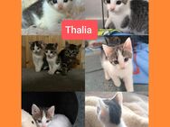 3 Baby Katzen Kitten Mädchen - Coesfeld