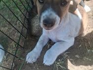 Jack Rassel Terrier Männchen - Vetschau (Spreewald)