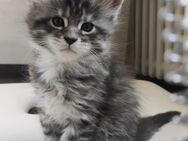 Süßes reinrassiges Maine Coon Kitten - Essen