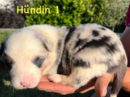 Reinrassige Border Collie Welpen suchen ein neues Zuhause - Limbach (Baden-Württemberg)