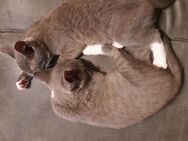BKH-Mix Kitten, Babykatze, grau-blau und weißen Pfoten, 13 Wochen alt - Brilon