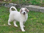 Verkaufe Pyrenäenberghund Welpen (Herdenschutzhund) - Gützkow