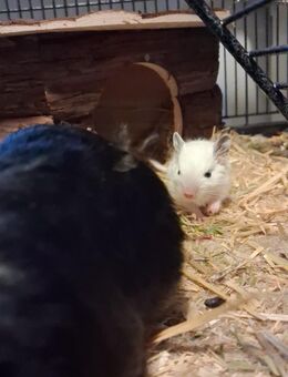 4 Degus suchen ein neues Zuhause - Langerwehe