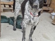 💛 Junger Karlo sucht sein Glück 🐶 - Eislingen (Fils)