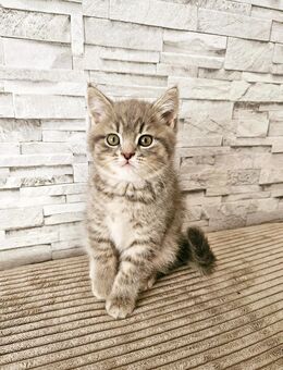 BKH Tabby Junge Babykatze - Hagen (Stadt der FernUniversität)