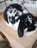 Süßes Zwergwidder Weibchen in 99086