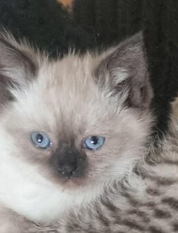 BKH Mix Babykatzen - Lahr (Schwarzwald)
