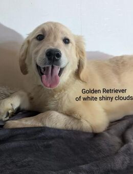 Traumhafte Golden Retriever Welpen (Hündin & Rüden) in creme und gold mit Ahnentafel, abgabebereit - Brome