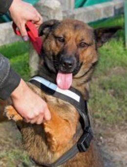 Nyaki - sucht eine bessere Zukunft - Marktleugast