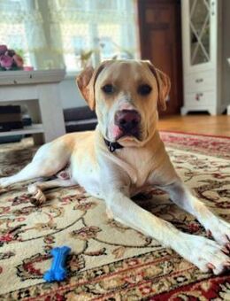 Ludwig - liebevoll&katzenvert - Löwenberger Land