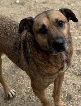 Remi - Freundlicher Rüde sucht Familie - Berlin