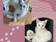 Kätzchen Gismo und Mira möchten reisen - Lalendorf