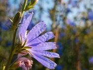 Wegwarte (Cichorium intybus), Wilde Zichorie - Horgenzell