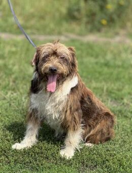 Oczko - blind und alt = chancenlos? - Rheine