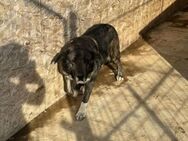 Nisha sucht Familienanschluß - Bissingen