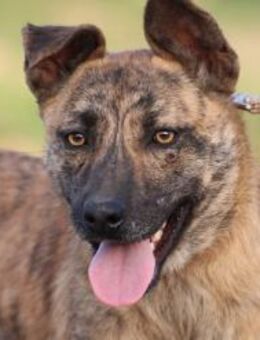 Kiwi - fröhlich u. zutraulich - Lohra