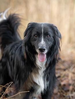 Spielberg will ankommen! - Hemmoor