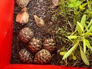 Testudo Hermanni Griechische Landschildkröte - Horn-Bad Meinberg Bad Meinberg