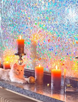 5 wunderschöne und zauberhafte Kitten sind endlich soweit! Bereit für ihre neue Familie! 💜🐾☺️ - Bielefeld Jöllenbeck