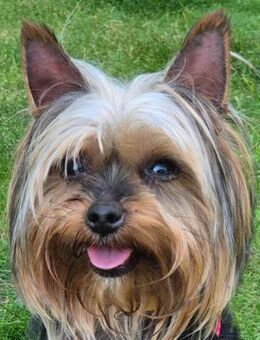 NOLLY - anhänglich&sehr verschmust - Betzenstein