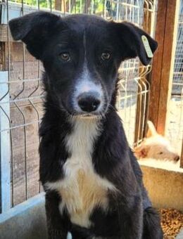 ANSGAR ~ mit viel Neugier + Lebensfreude - Duisburg