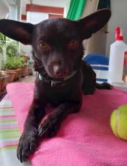 ARIS- cleverer, lieber, kleiner Hundebub - Aerzen