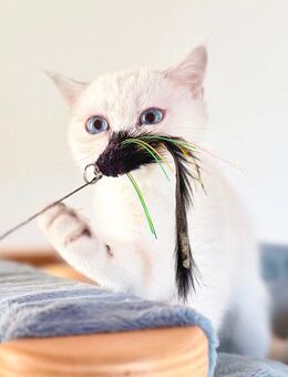 BKH-Kitten, blaue Augen, kastriert, geimpft, gechipt mit Stammbaum - Nürnberg
