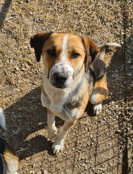 Mailo - Traumhund sucht Körbchen - Dingolfing