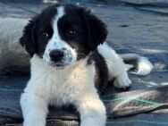 Zauberhafte Charlotte sucht ihre Familie - Krefeld