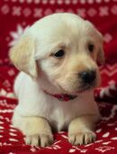 Labrador Welpen in 99441