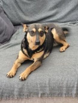 Hast du ein Körbchen frei für Malu? - München