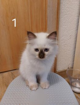 Kitten Heilige Birma - Rahden Kleinendorf