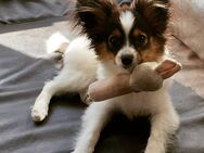 Weiblicher Papillon-Welpe - München
