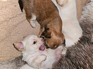 Chihuahua Mischling - Meiningen