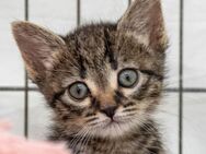Lupita - zuckersüßes Katzenmädel - Bad Camberg