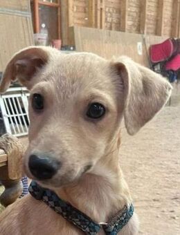 Karamell sucht ein Zuhause - Linden (Hessen)