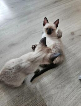 Reinrassigen Siam Kitten - Dortmund