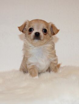 Reinrassige Chihuahua Welpen mit Ahnentafel - Köthen (Anhalt)