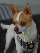 Chico sucht einfühlsames Zuhause in 33100